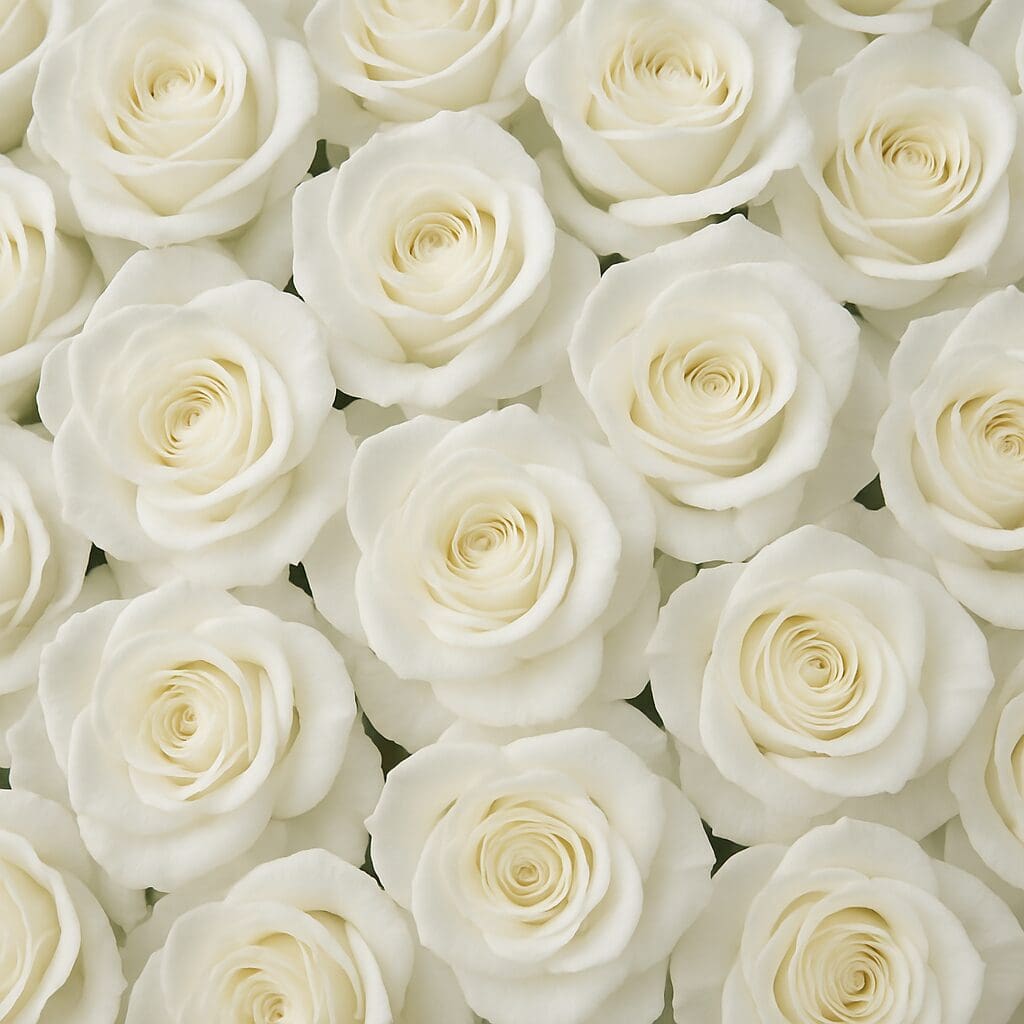 The White Rose