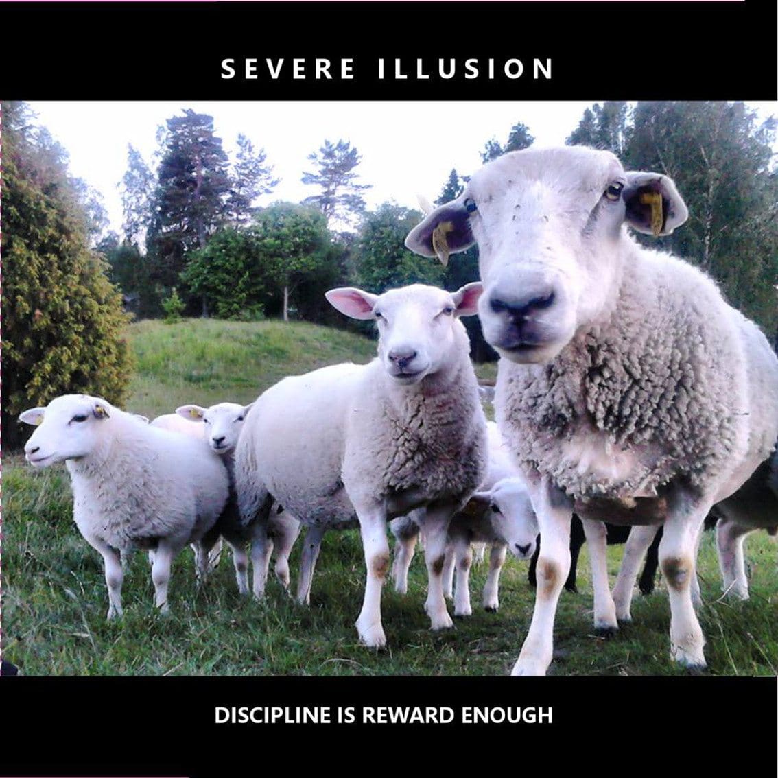 Severe Illusion Discipline Is Reward Enough cover_web