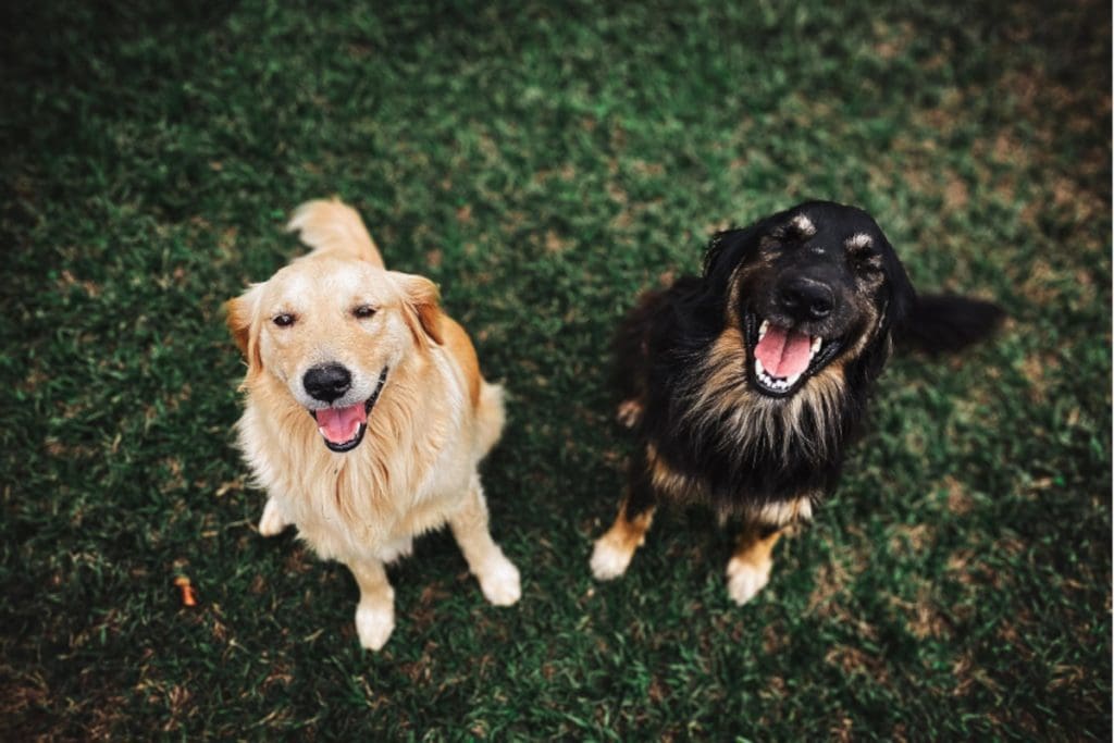 Enhance Health Of Your Dog With CBD