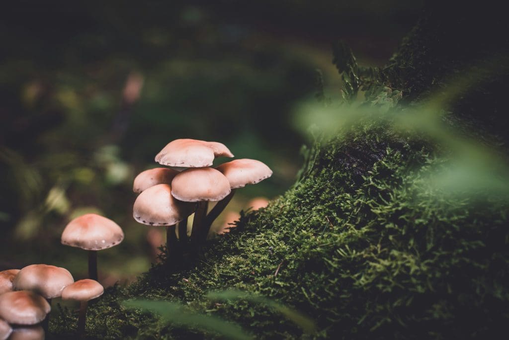 Psilocybin the Psychoactive Compound Found in Certain Species of Mushrooms Has Seen a Fluctuating Legal Status in the United States over the Past Several Decades