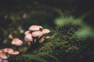 Psilocybin, the psychoactive compound found in certain species of mushrooms, has seen a fluctuating legal status in the United States over the past several decades.