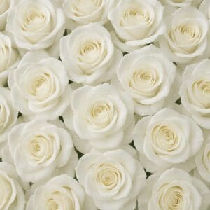 Dancing Ferret Announces compilation to support Anti-Nazi The White Rose charity
